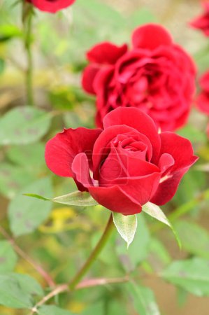 Beautiful red roses in the garden, summer background
