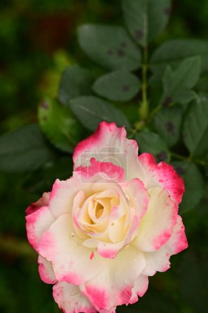 Photo for Close up view of beautiful pink rose flower in the garden - Royalty Free Image