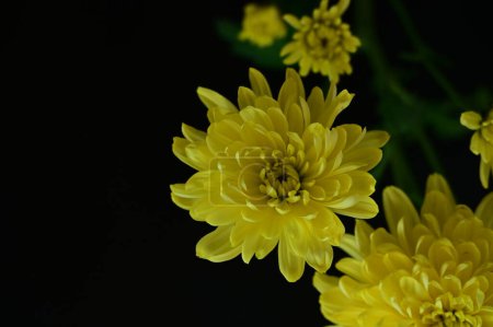 Photo for Beautiful yellow flowers on the dark background - Royalty Free Image
