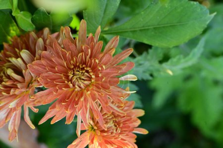 Photo for Beautiful tender chrysantemum flowers growing in garden - Royalty Free Image