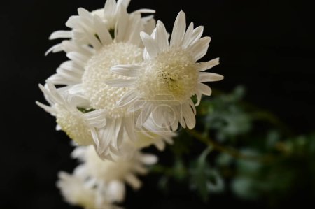 Photo for Beautiful white chrysantemum flowers on the dark background - Royalty Free Image