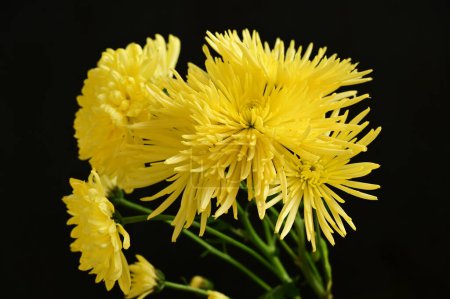 Photo for Beautiful yellow flowers on the dark background - Royalty Free Image