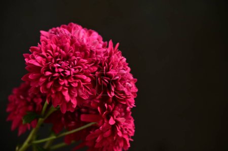 Photo for Beautiful pink chrysantemum flowers on the dark background - Royalty Free Image