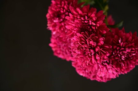 Photo for Beautiful pink chrysantemum flowers on the dark background - Royalty Free Image
