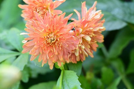 Photo for Beautiful tender chrysantemum flowers growing in garden - Royalty Free Image