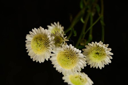 Photo for Beautiful white and yellow chrysantemum flowers on the dark background - Royalty Free Image