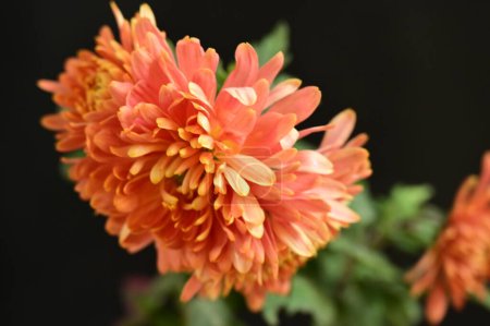 Photo for Beautiful orange chrysantemum flowers on the dark background - Royalty Free Image