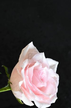 Téléchargez les photos : Belle rose blanche sur fond noir - en image libre de droit