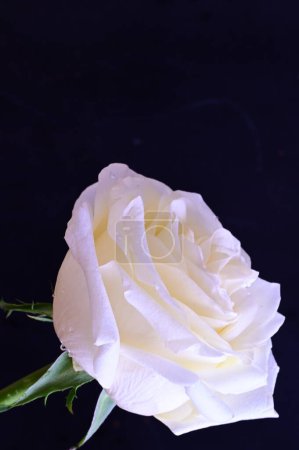 Téléchargez les photos : Incroyable rose blanche sur fond noir - en image libre de droit