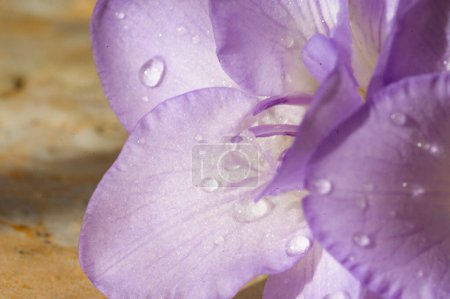 Photo for Beautiful purple freesia flower - Royalty Free Image