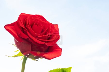  beautiful   rose flower on sky background 