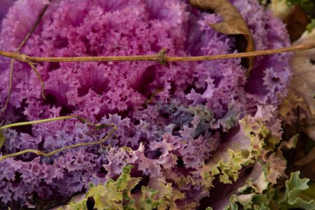 Foto de Repollo púrpura creciendo en el jardín - Imagen libre de derechos