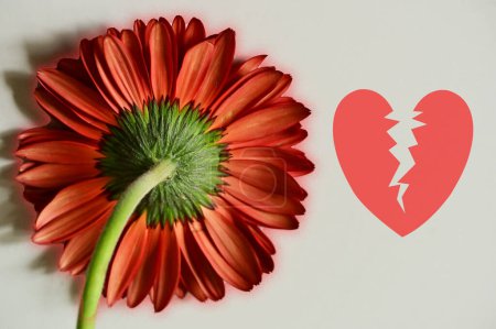 Photo for Close up of beautiful gerbera flower and broken  heart - Royalty Free Image