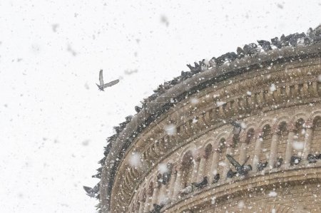 Téléchargez les photos : Le vieux bâtiment avec les colombes les oiseaux - en image libre de droit