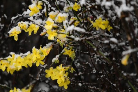 Photo for Yellow jasmine flowers in the  winter garden - Royalty Free Image