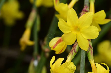 Photo for Winter jasmine  flowers  the earliest flowering plans to bloom, often in January. - Royalty Free Image