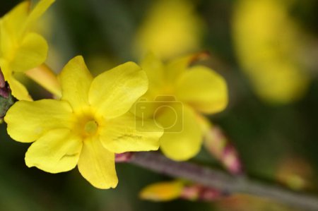 Photo for Winter jasmine  flowers (Jasminum nudiflorum)  the earliest flowering plans to bloom, often in January. - Royalty Free Image