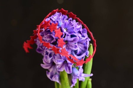 Photo for Beautiful floral composition with  hyacinth on black background - Royalty Free Image