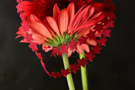 Foto de Close up of beautiful gerbera flowers, gift - Imagen libre de derechos