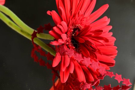 Foto de Happy Women's Day, beautiful  gerbera flowers - Imagen libre de derechos