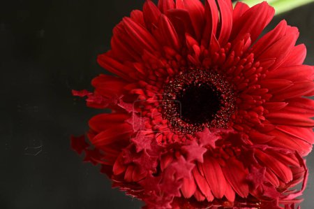 Téléchargez les photos : Happy Women's Day, beautiful  gerbera flower - en image libre de droit