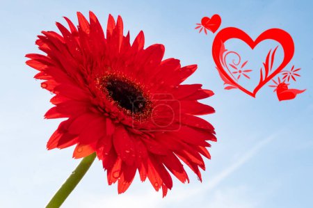 Téléchargez les photos : Beautiful gerbera flower and hearts  on sky background - en image libre de droit