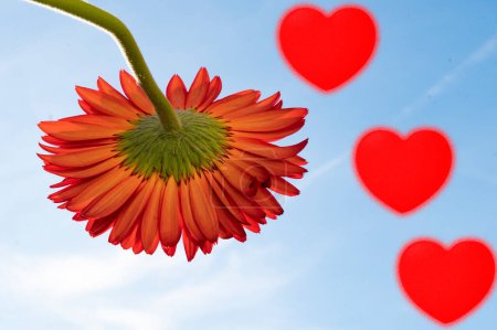 Téléchargez les photos : Beautiful gerbera flower and  hearts   on sky background - en image libre de droit