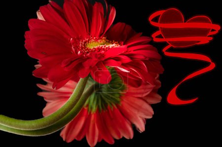 Téléchargez les photos : Beautiful gerbera flowers and heart - en image libre de droit