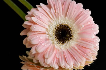 Foto de Beautiful  pink gerbera flowers, floral background - Imagen libre de derechos