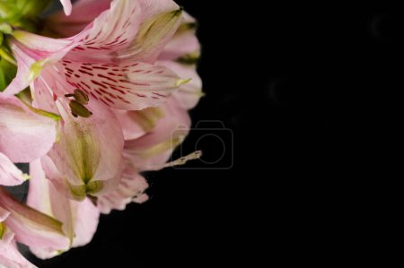 Foto de Beautiful  pink  on a black background - Imagen libre de derechos