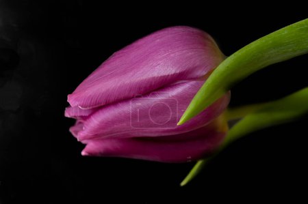 Téléchargez les photos : Belles tulipes sur fond noir - en image libre de droit