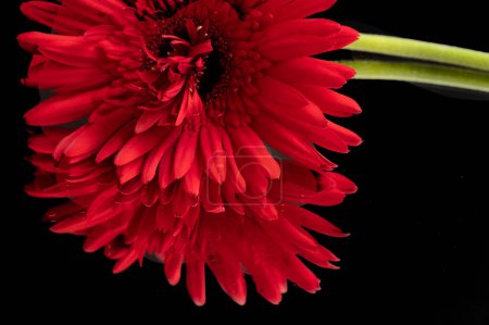 Foto de Beautiful red  gerberas, floral background - Imagen libre de derechos