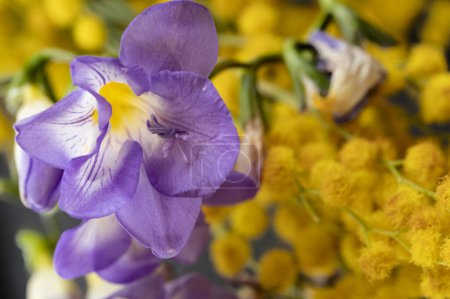 Téléchargez les photos : Close up of beautiful  freesias  and mimosas  bouquet - en image libre de droit