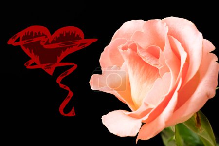 Téléchargez les photos : Close up of beautiful rose  flower and heart - en image libre de droit