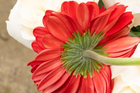 Téléchargez les photos : Belle fleur de gerbera rouge, gros plan - en image libre de droit