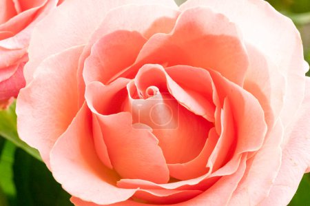 Foto de Hermosa rosa rosa flor - Imagen libre de derechos