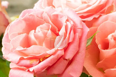 Photo for Beautiful  roses bouquet, close up - Royalty Free Image