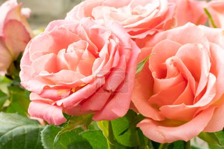 Téléchargez les photos : Beautiful composition with  pink roses, holiday bouquet - en image libre de droit