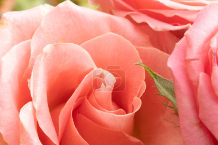 Photo for Beautiful composition with  pink roses, holiday bouquet - Royalty Free Image