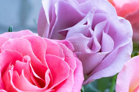 Foto de Close up od beautiful bouquet  with roses - Imagen libre de derechos