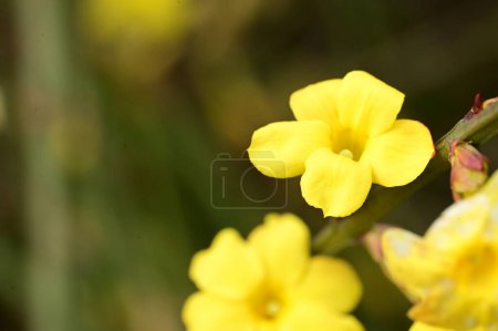 Foto de Winter jasmine  flowers (Jasminum nudiflorum)  the earliest flowering plans to bloom, often in January. - Imagen libre de derechos