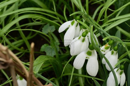 Téléchargez les photos : Snowdrops (Galanthus), winter-flowering plants that are often heralded as the first sign of spring - en image libre de droit