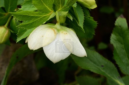 Foto de White  flower  in the garden, close up - Imagen libre de derechos