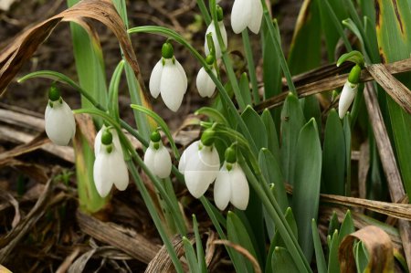 Téléchargez les photos : White snowdrops flowers, close up - en image libre de droit