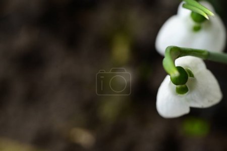 Téléchargez les photos : White snowdrops flowers, close up - en image libre de droit