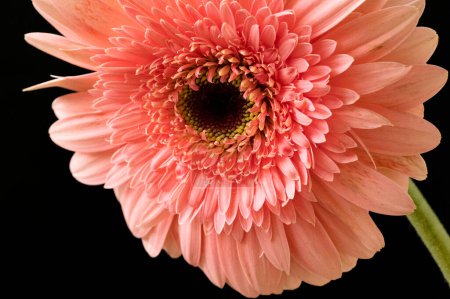 Photo for Gerbera  isolated on black background - Royalty Free Image