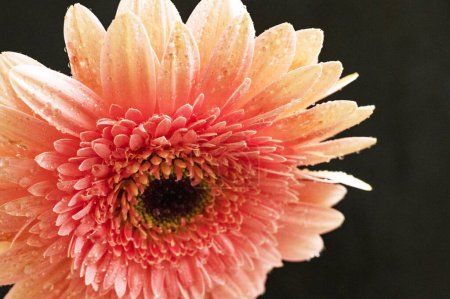 Photo for Gerbera  flower isolated on black background - Royalty Free Image