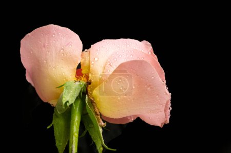 Téléchargez les photos : Rose rose fleur isolée sur fond noir - en image libre de droit