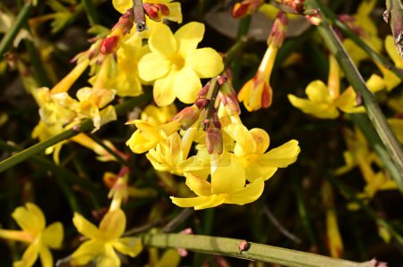 Téléchargez les photos : Winter jasmine  flowers (Jasminum nudiflorum) - en image libre de droit