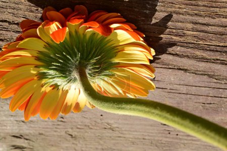 Photo for Beautiful  gerbera on wooden table background - Royalty Free Image